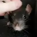 Pawsli
