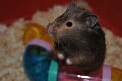 Guldhamster iFokus